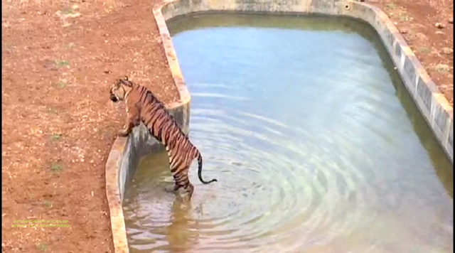 Gadis usai bermain di kolam. Kolam ini diberi ikan hidup, guna menjaga naluri alam harimau ini. Foto: Ayat S Karokaro