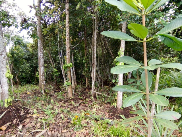 Jelutung yang ditanam di hutan desa Sungai Beras. Foto: Yitno Suprapto
