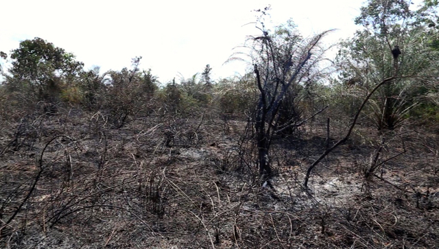 Padang teriti dan perkebunan sawit warga yang terbakar di Desa Arang-arang. Foto: Yitno Suprapto
