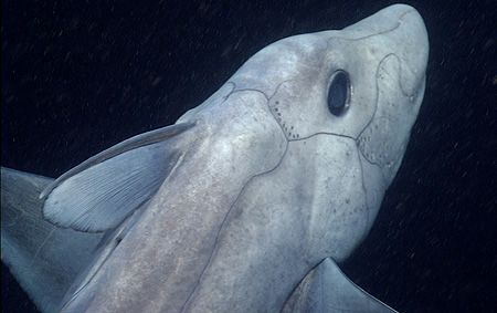 Peneliti dari Monterey Bay Aquarium Research Institute (MBARI) California untuk pertama kalinya berhasil mengabadikan hiu hantu (ghost shark) atau chimaera biru hidung runcing (Hydrolagus trolli) di perairan California. Foto : MBARI California