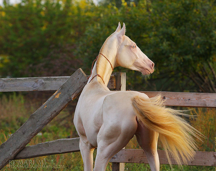 Kuda Akhal Teke. Foto : unknown