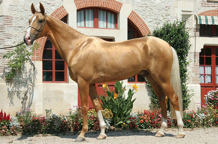 Kuda Akhal Teke. Foto : wikipedia