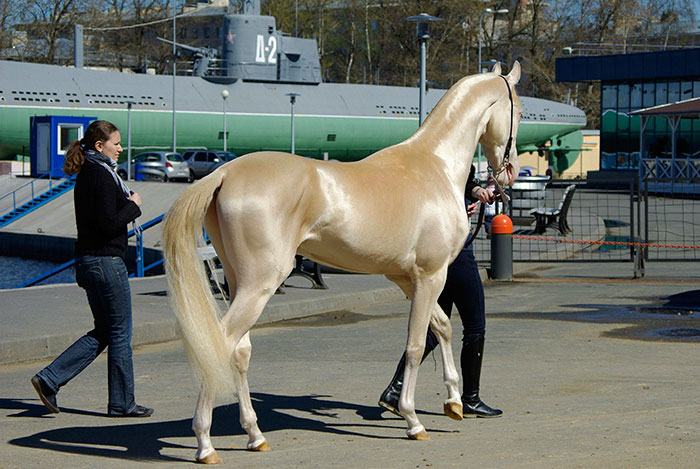 Kuda keturunan Turkmenistan bernama Akhal Teke, dianggap salah satu keturunan kuda yang paling indah di dunia. Kuda ini dikenali dengan dari warnanya yang pirang berkilat hampir metalik. Foto : Palana