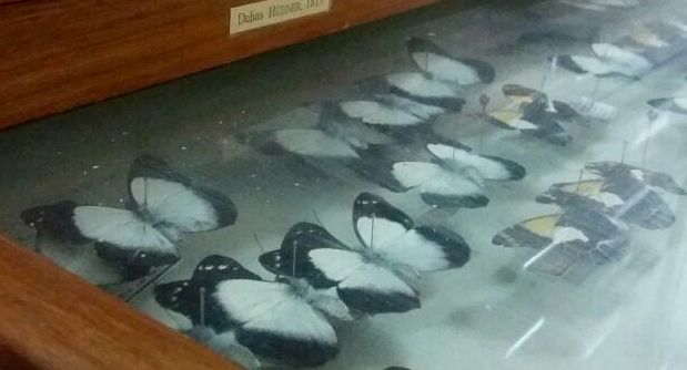 Kupu-kupu genis delias koleksi laboratorium kampus ini. Ia jadi koleksi pertama Henk Van Mastrigt. Foto: Asrida Elisabeth 