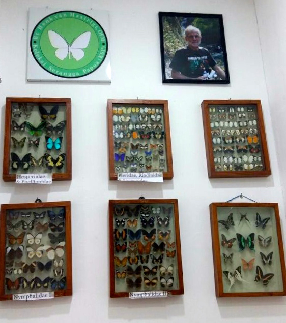 Koleksi kupu-kupu berikut foto Henk Van Mastrigt. Foto: Asrida Elisabeth