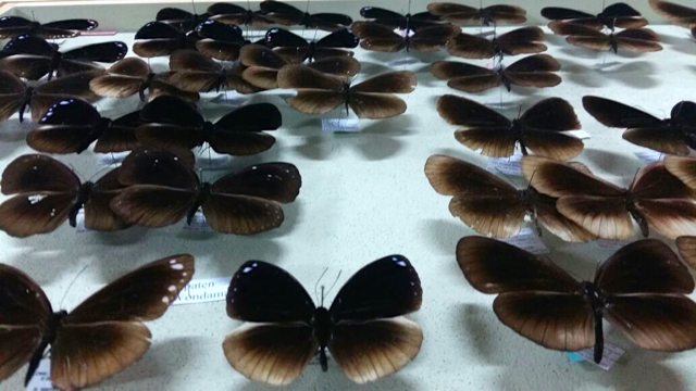 Kupu-kupu koleksi Henk Van Mastrigt. Foto: Asrida Elisabeth