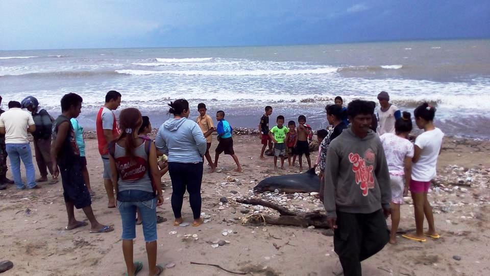 Warga mengerumuni seekor lumba-lumba yang ditemukan mati terdampar di sebuah pantai di Kupang pada Jumat (27/01/2017). Setelah didokumentasikan, satwa laut itu segera dikubur. Foto: BKSDA NTT