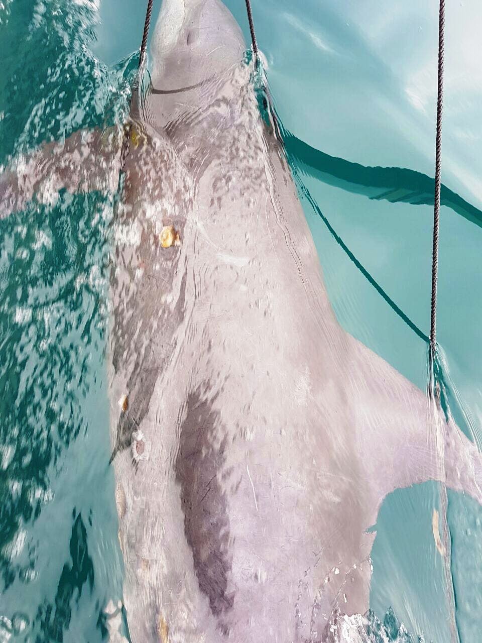 Lumba-lumba hidung botol dengan sejumlah luka terjerat jaring nelayan di perairan Teluk Tawun, Gili Nanggu, Sekotong, Lombok Barat, pada Kamis (26/01/2017) pagi, lalu dilepaskan lagi. Foto: BPSPL Denpasar Wilker NTB