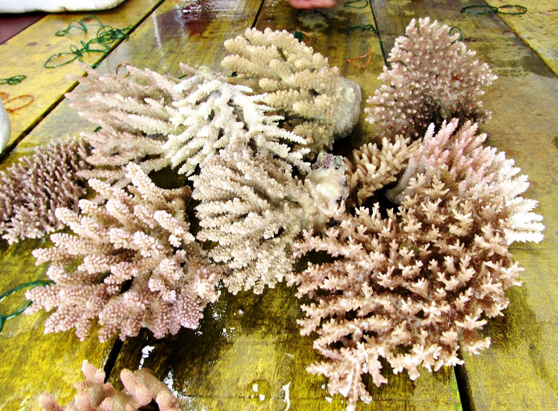 Sejumlah karang acropora hasil selundupan mati saat dipilah sebelum dilepaskan, ditanamkan di substrat area transplantasi di pesisir Serangan, Denpasar Bali. Foto Luh De Suriyani