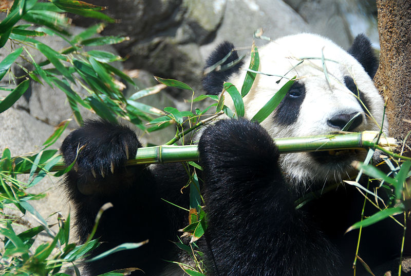 Panda yang menyukai bambu. Sumber: Wikipedia