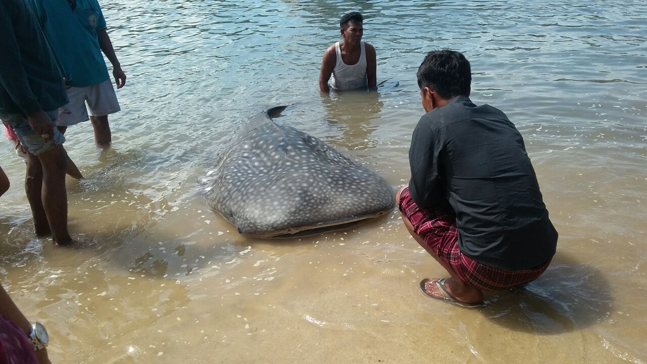 Seekor hiu paus atau whale shark (Rhincodon typus) terdampar dan mati di perairan Bangsal, Sumberkima, Gerokgak, Kabupaten Buleleng, Bali. Petugas akhirnya mengubur bangkai hiu paus itu. Foto : WWF-Indonesia