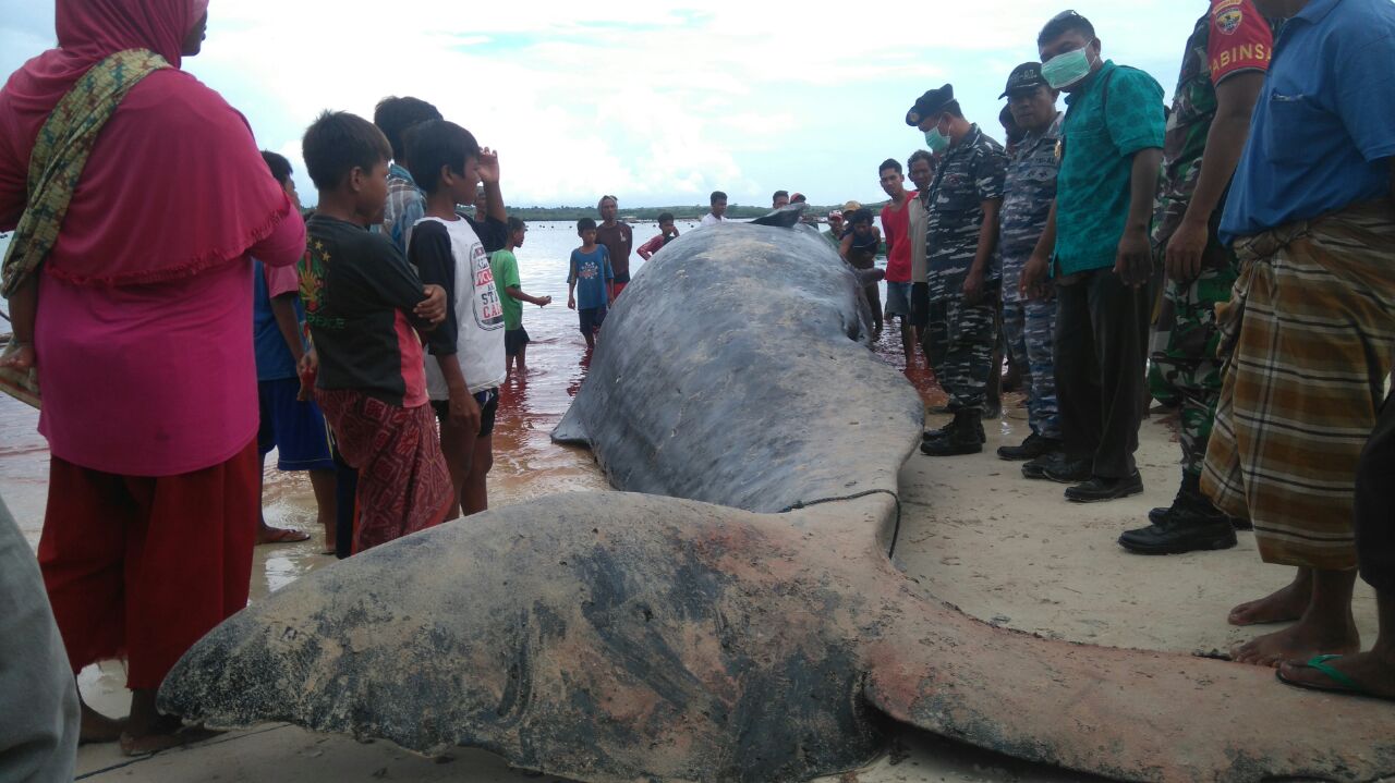 Seekor paus sperma betina atau sperm whale (Physeter macrocephalus), terdampar dan mati di sebuah pesisir pulau kecil di Gili Batu, Lombok Timur, Nusa Tenggara Barat pada pada Kamis (12/01/2017). Petugas dari BPSPL KKP Denpasar Bali dan petugas setempat dibantu masyarakat kemudian menenggelamkan bangkai paus di tengah laut. Foto : BPSPL Denpasar wilayah NTB