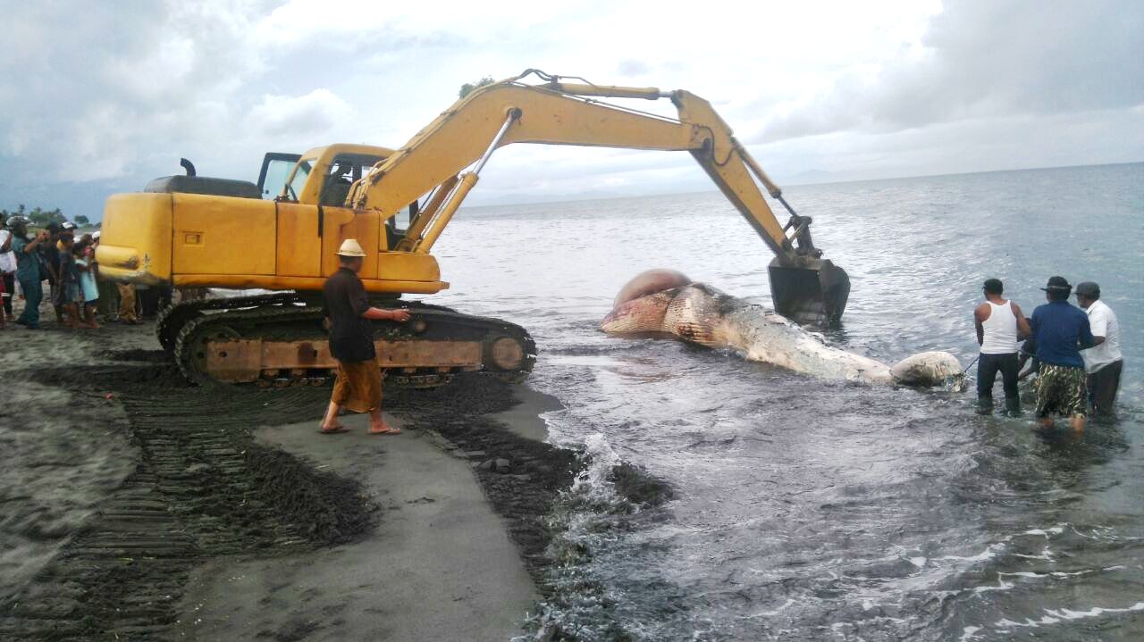 Proses evakuasi dan penguburan paus yang mati terdampar di Tanjung Luar, Lombok Timur pada Kamis (17/01/2017) yang sebelumnya dilaporkan petugas pada Rabu (16/01/2017). Foto : BPSPL Denpasar wilayah kerja NTB