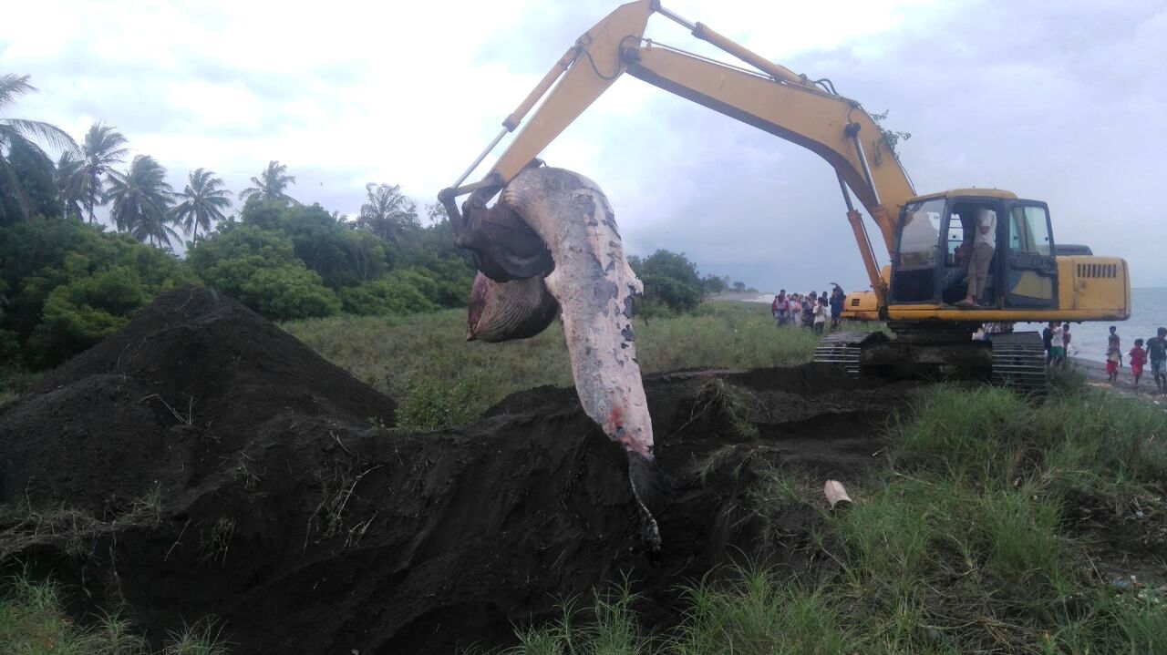 Proses evakuasi dan penguburan paus yang mati terdampar di Tanjung Luar, Lombok Timur pada Kamis (17/01/2017) yang sebelumnya dilaporkan petugas pada Rabu (16/01/2017). Foto : BPSPL Denpasar wilayah kerja NTB