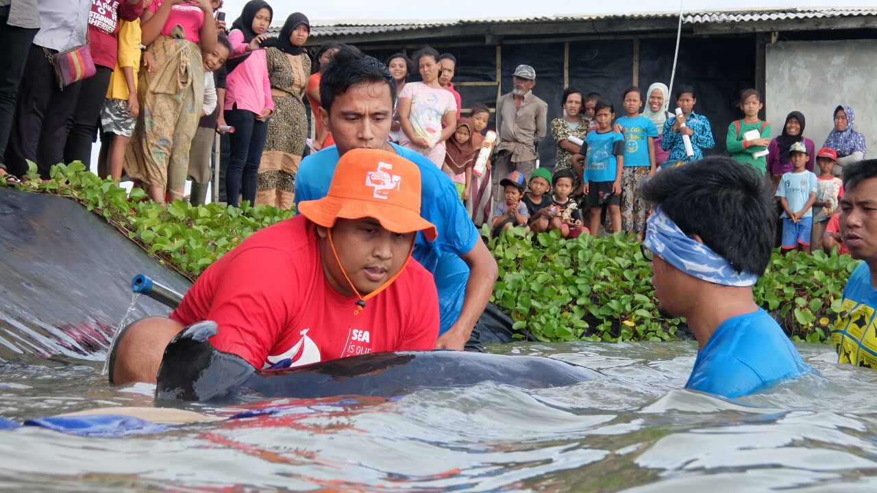 Proses evakuasi seekor paus kepala melon (melon headed whale) yang terdampar di pesisir pantai Cibungur, Panimbang, Kabupaten Pandeglang, Banten pada Rabu subuh (11/02/2017). Foto : Loka PSPL KKP Serang