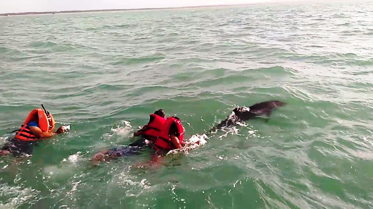 Seekor paus kepala melon (melon headed whale) akhirnya berenang bebas setelah sempat terdampar di pesisir pantai Cibungur, Panimbang, Kabupaten Pandeglang, Banten pada Rabu subuh (11/02/2017). Foto : Loka PSPL KKP Serang