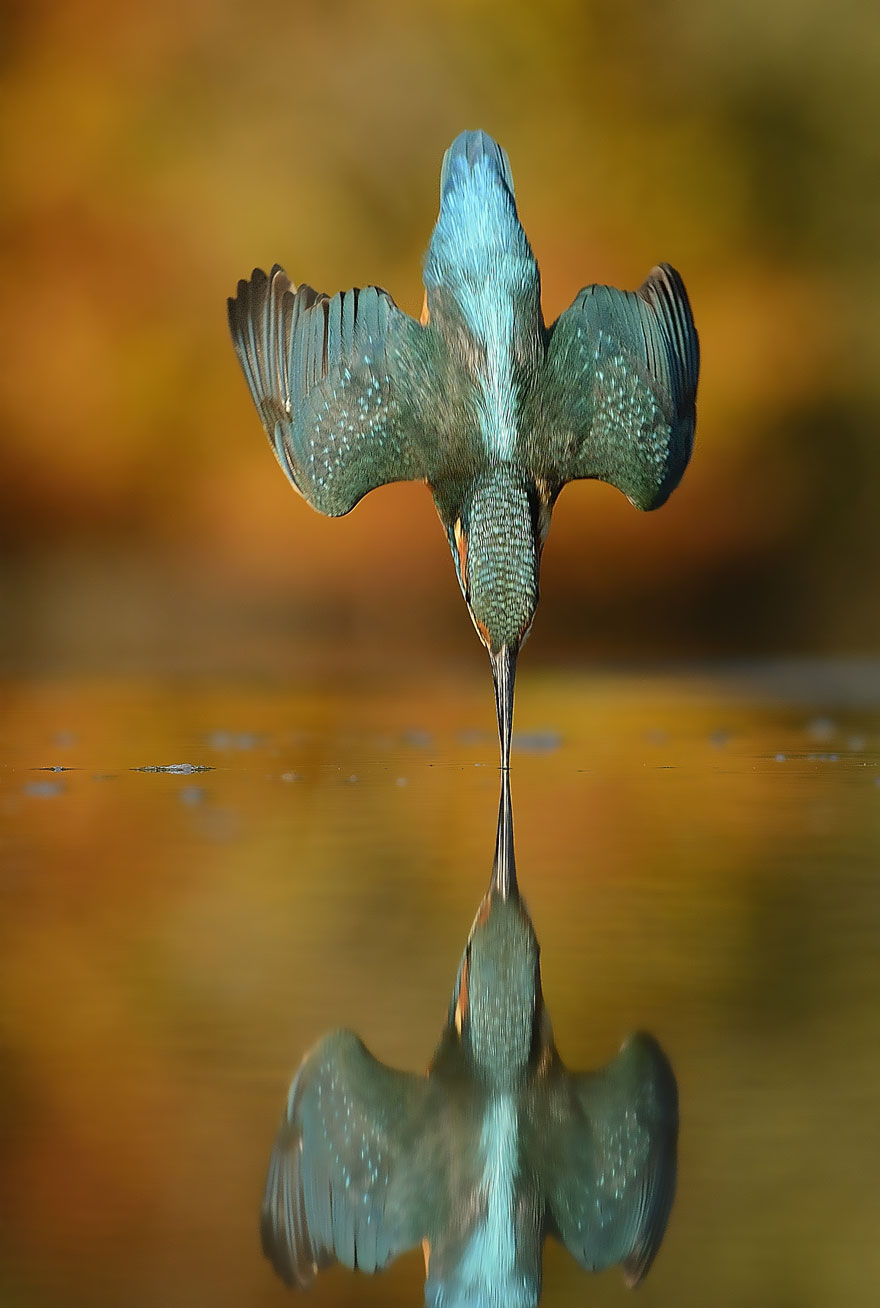 Inilah foto spektakuler raja udang yang butuh kerja cerdas untuk mendapatkannya. Foto: Alan McFadyen
