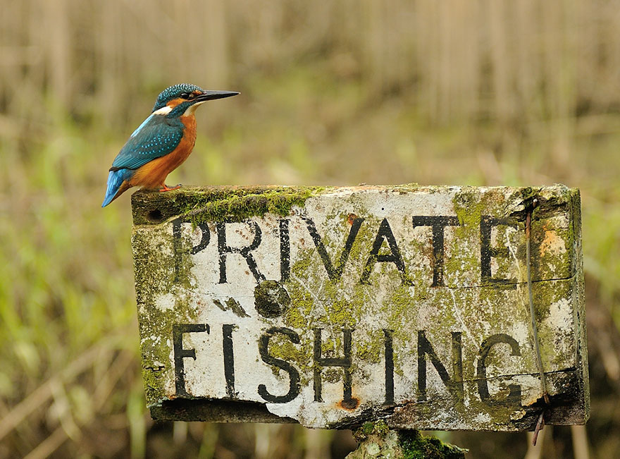 Raja udang yang begitu indah dalam bidikan kamera. Foto: Alan McFadyen