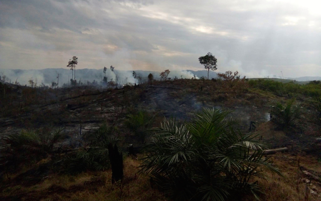 Di hutan lindung yang terbakar itu tampak ada yang mulai menanam sawit. Foto: Zamzami
