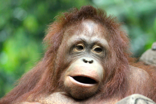Orangutan, salah satu satwa yang banyak diburu, baik buat pelihara maupun diperdagangkan. Foto: Sapariah Saturi