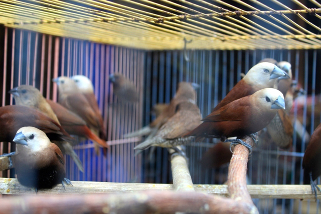 Burung dagangan di pasar burung Jambi. Foto: Yitno Suprapto