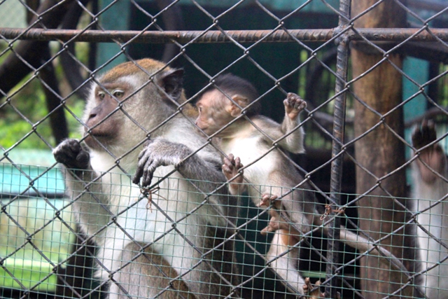 Monyet di Taman Rimba, Jambi. Foto: Yitno Suprapto