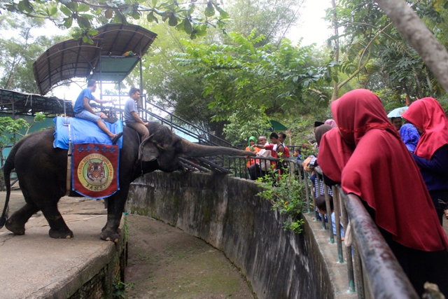 Gajah, salah satu satwa banyak diminati pengunjung. Foto: Yitno Suprapto