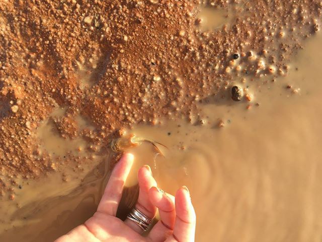 Udang perisai yang muncul di gurun di Australia setelah hujan turun. Sumber: Facebook Northern Territory Parks and Wildlife 