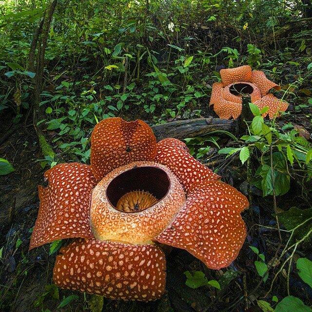Rafflesia Bunga Misterius Yang Butuh Sentuhan Peneliti Mongabay Co Id