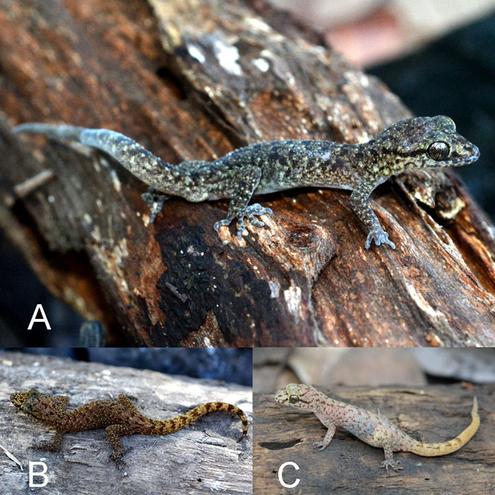 Foto-foto kehidupan Cyrtodactylus Tambora. (A) Holotype jantan dewasa, (B) Paratype subjantan dewasa, (C) Paratype betina yang terlihat mengandung dua telur | Awal Riyanto