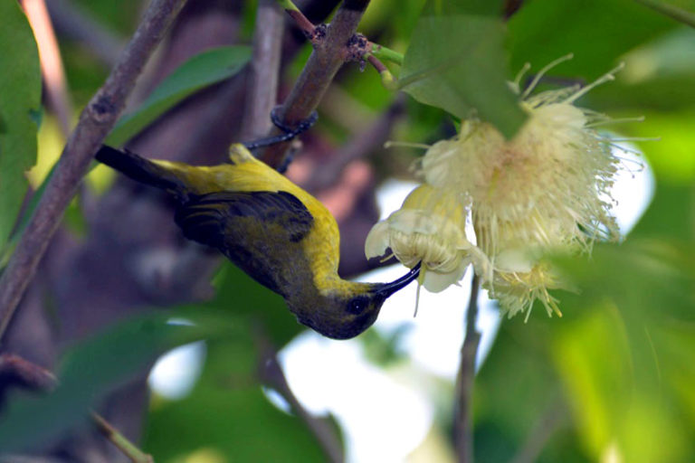 Foto: Burung Liar yang Bisa Kita Undang ke Pekarangan - Mongabay.co.id :  Mongabay.co.id