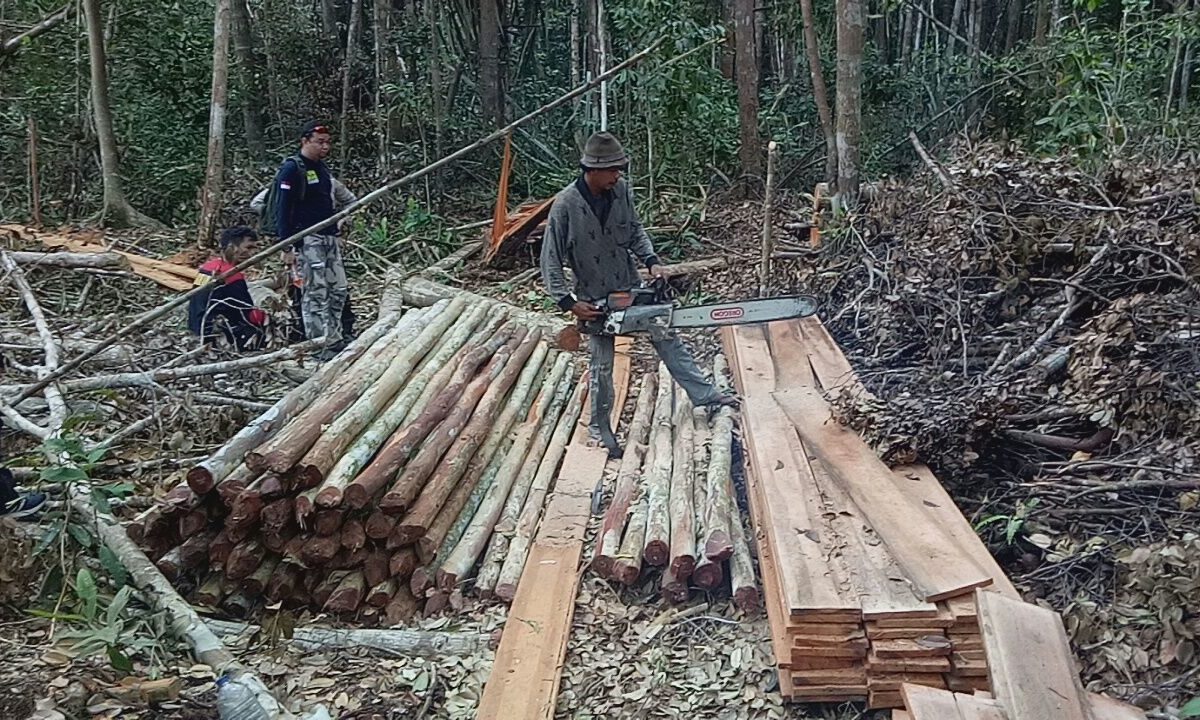 Barang bukti berupa kayu yang disita Kepolisian Kab. Kepulauan Meranti. Foto : Polres Kepulauan Meranti/Polda Riau