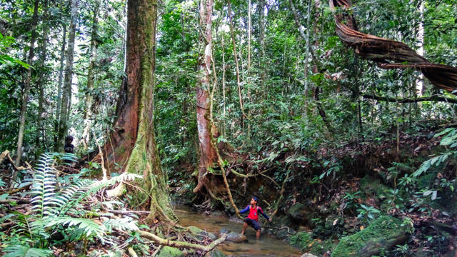 Hutan alam Bukit Betabuh yang masih asri. Foto: Zamzami/ Mongabay Indonesia