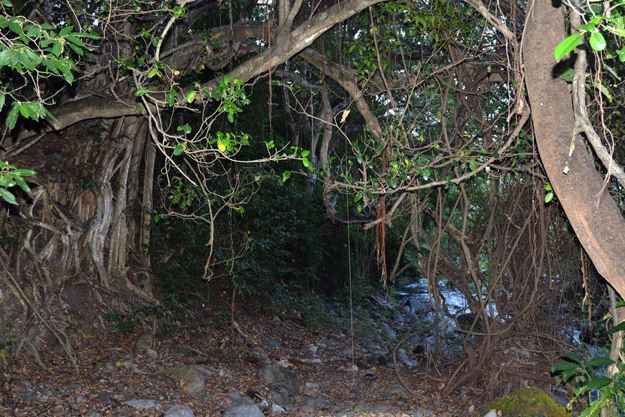 Habitat cicak jari lengkung tambora di Pulau Sumbawa, Nusa Tenggara Barat | Awal Riyanto