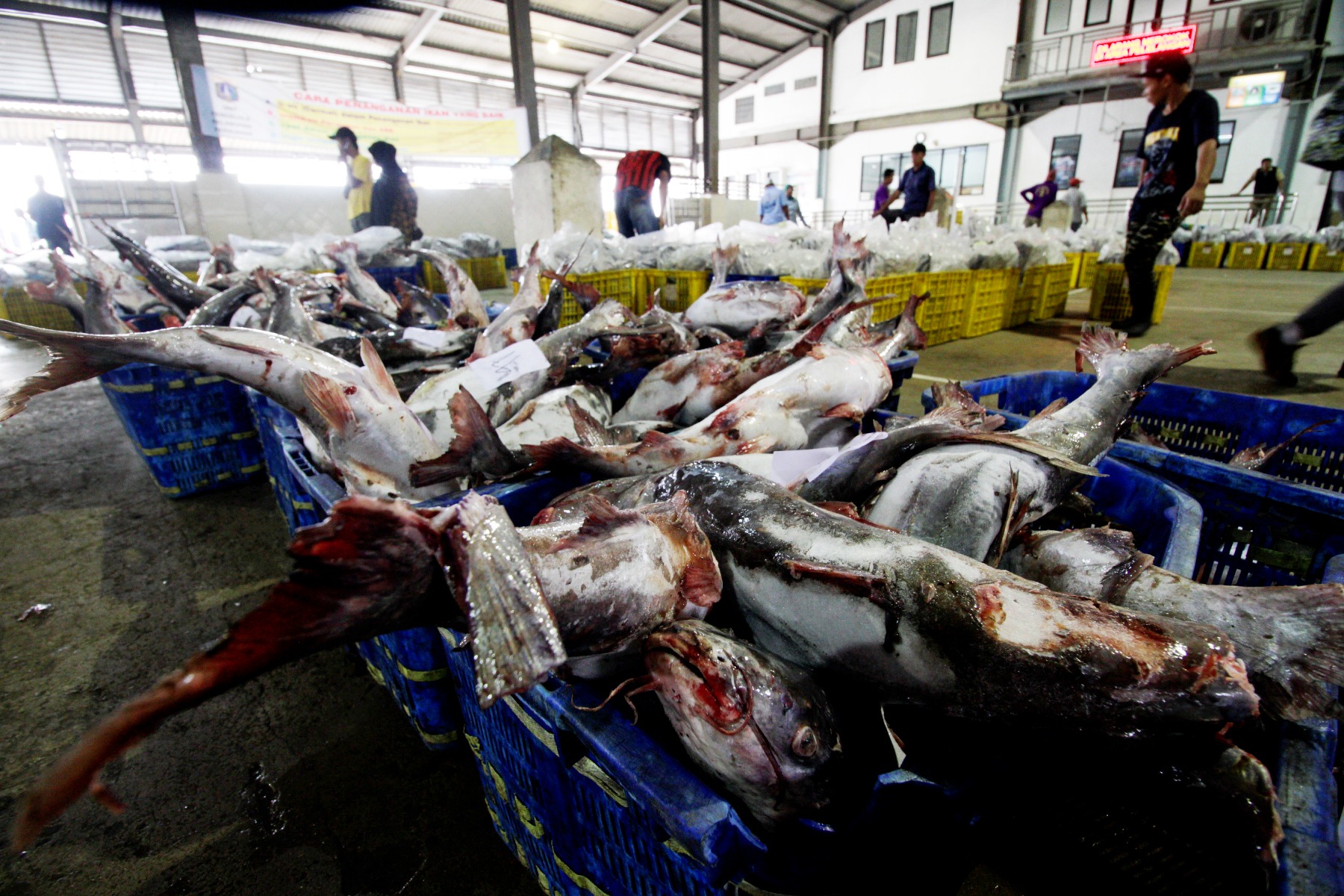 Suasana pengolahan ikan di Pelabuhan Perikanan Nizam Zachman Muara Baru, Jakarta Utara pada November 2016 | Foto: Junaidi Hanafiah/Mongabay Indonesia