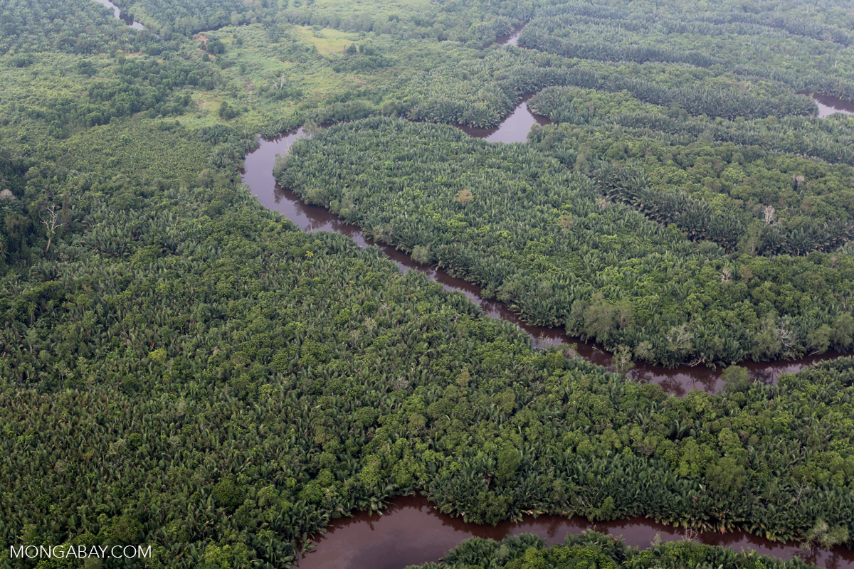 Penampakan udara dari lahan gambut Sumatera yang memiliki bervegetasi hutan. Foto: Rhett A. Butler