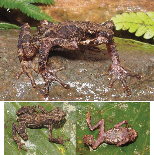 Sigalegalephrynus mandailinguensis ditemukan di kawasan Gunung Sorik Marapi (Sumatera Utara). Sumber: Jurnal Herpetologica
