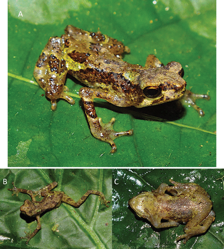 Sigalegalephrynus minangkabauensis yang diketahui berada di Gunung Kunyit, Kerinci, Jambi | Sumber: Jurnal Herpetologica