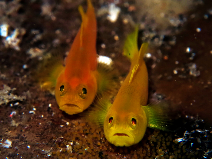 Sepasang ikan goby kuning yang sedang menjaga telurnya | Foto: Wisuda