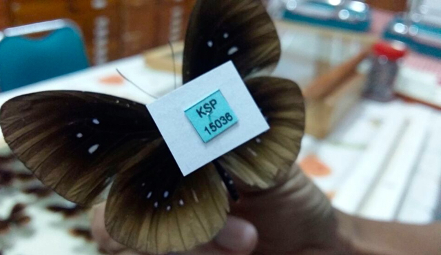 Koleksi kupu-kupu Bruder Henk diserahkan ke Kampus Universitas Cenderawasih di Jurusan Biologi Fakultas MIPA | Foto: Asrida