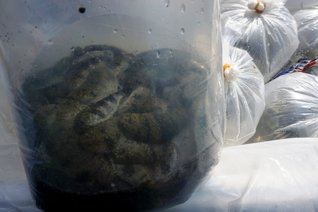 Anakan teripang yang dilepas untuk restocking perairan Pantai Mengening, Desa Cemagi, Mengwi, Badung, Bali pada Rabu (19/04/2017). Foto : Luh De Suriyani/Mongabay Indonesia