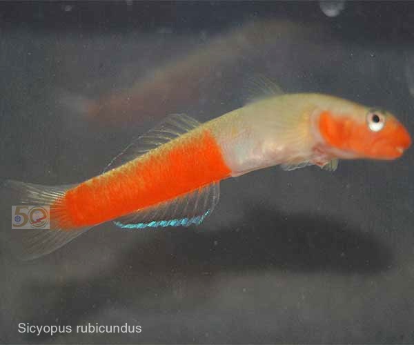 Sicyopus rubicundus | Sumber: LIPI.go.id