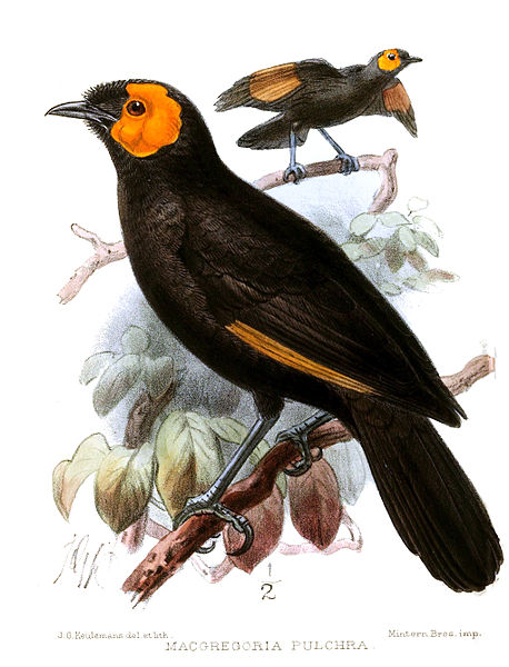 Macgregoria pulchra, burung yang tersebar di Papua ini awalnya dianggap bagian dari keluarga cendrawasih | Ilustrasi: John Gerrad Keulemans/Wikimedia Commons