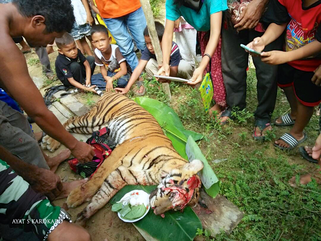 Image result for Harimau sumatera tewas mengenaskan