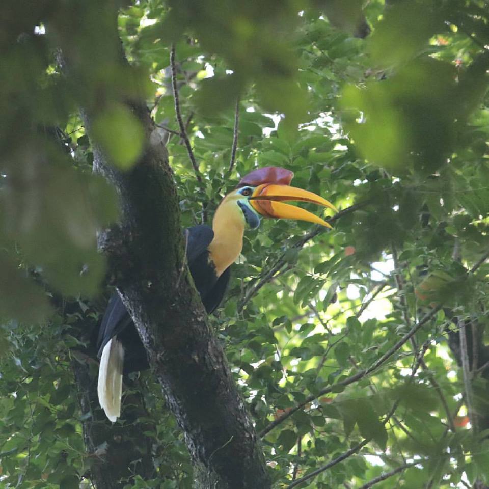 Julang sulawesi yang merupakan burung endemik Sulawesi ini bisa ditemukan di hutan Tangkoko | Foto: Rhett A. Butler/Mongabay Indonesia