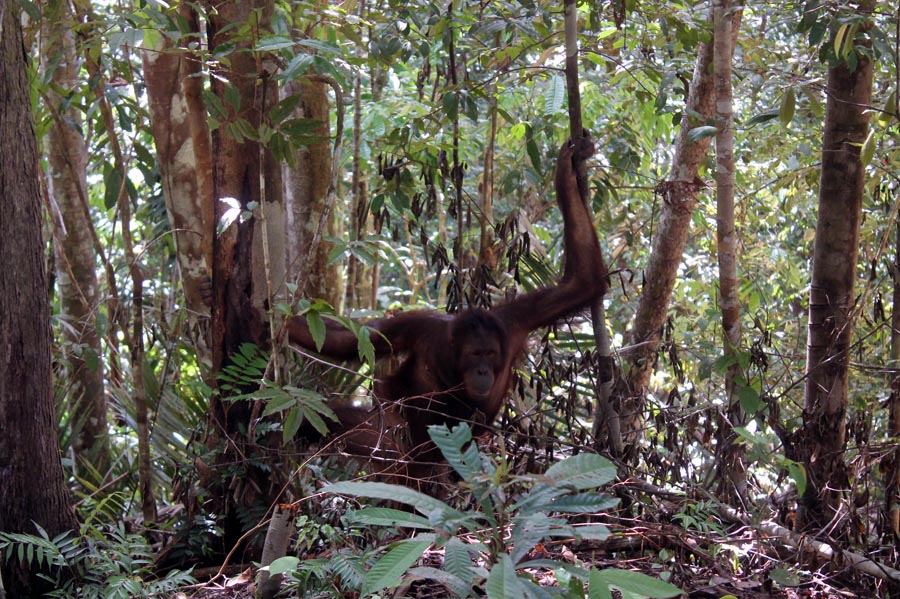 Hidup Orangutan Memang di Hutan, Akan Tetapi… : Mongabay.co.id