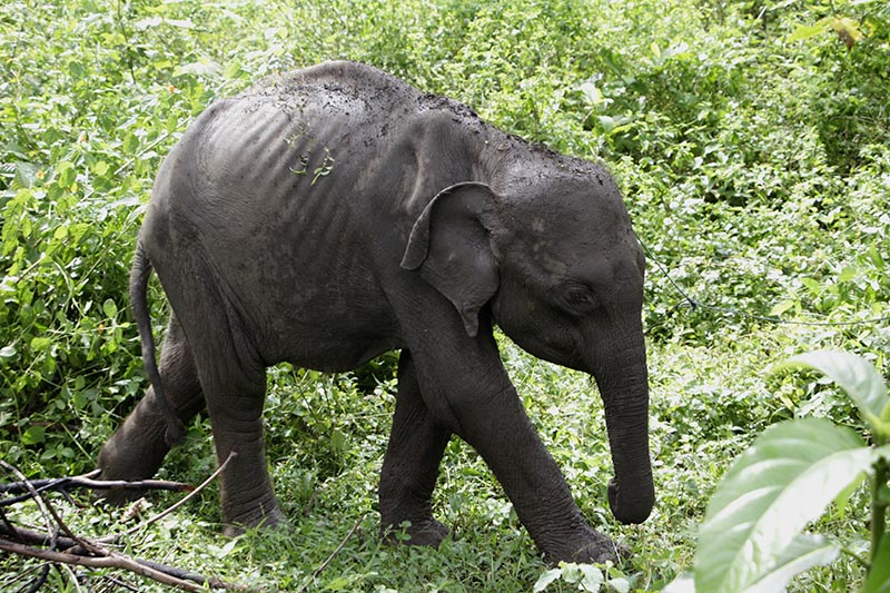 Sedih Anak Gajah  yang Terpisah dari Induknya Itu Mati 