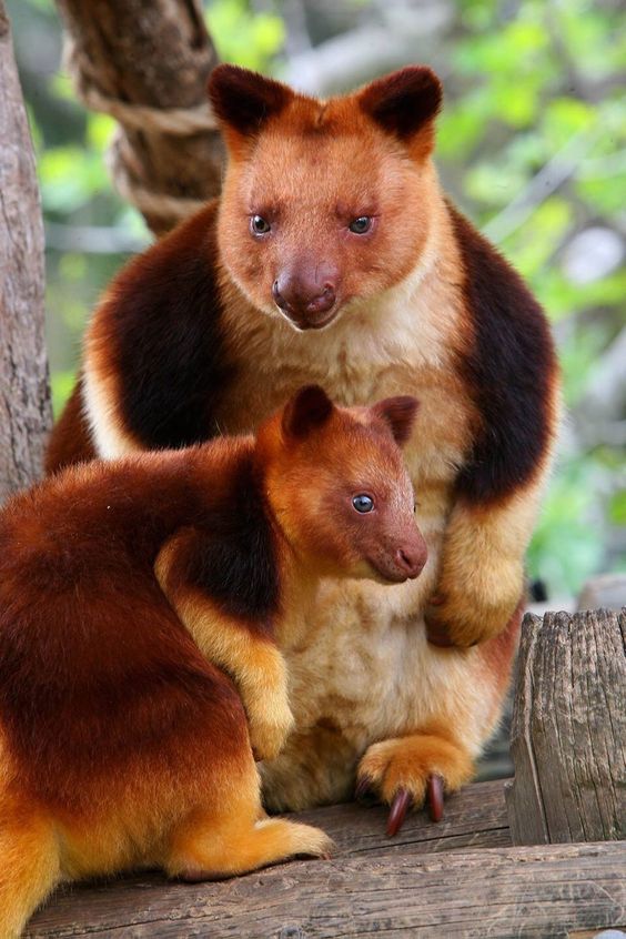 Bukan Australia, Kanguru Pohon Mantel Emas Ini Memang Khas Papua