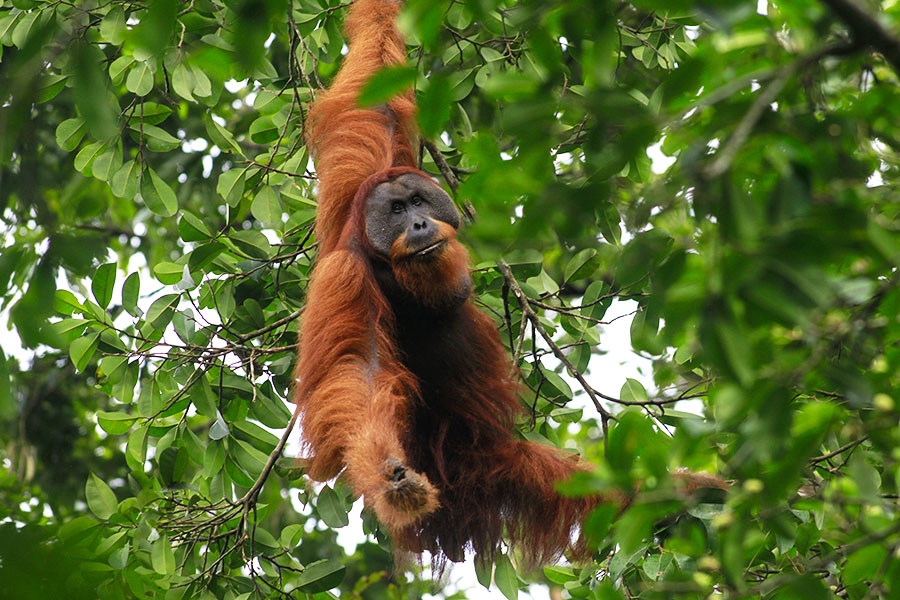 Orangutan sumatera hidup damai di wilayah Stasiun Riset Ketambe | Foto: Junaidi Hanafiah/Mongabay Indonesia