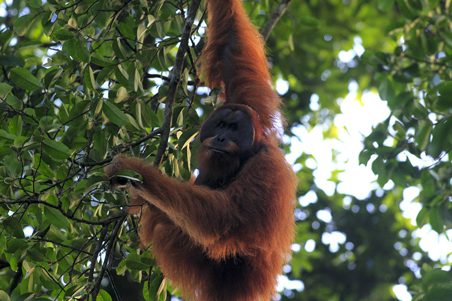 Orangutan sumatera yang hidup di Stasiun Riset Ketambe. Foto: Junaidi Hanafiah/Mongabay Indonesia